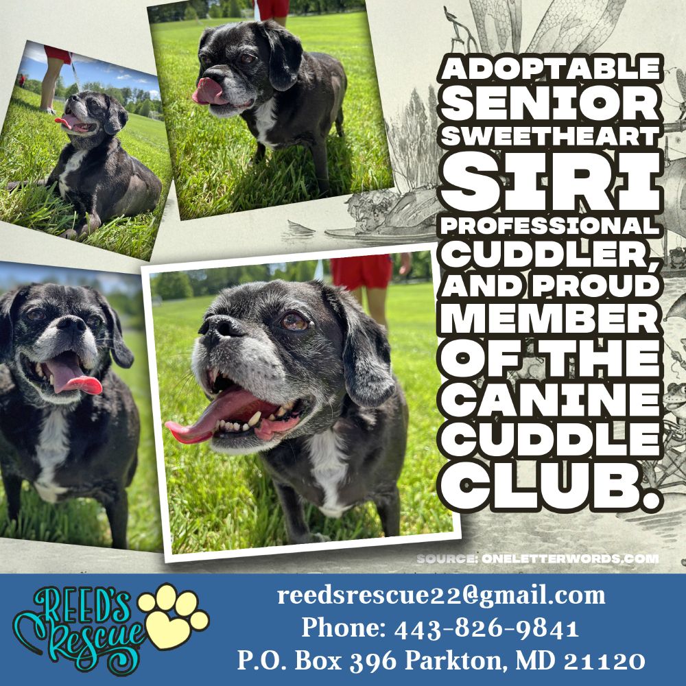 In Maryland and surrounding areas, ADOPTABLE SENIOR SWEETHEART SIRI, Professional Cuddler, and Proud Member or the Canine Cuddle Club!

Breed
Pug / Beagle
Sex
Female
Weight
45 lbs
Age
11Y/4M/3W
Adoption Fee
$150.00

Attributes
Good with Dogs
Fixed
Good with Kids
Housetrained
People Friendly
Walks well on leash

Meet Siri (aka Sirius Bark, aka Miss Chonky):
Senior sweetheart, professional cuddler, and proud member of the Canine Cuddle Club.

Siri is currently accepting applications for her forever best friend and by that, we mean a resident dog! She thrives with a calm, nurturing canine companion who’s happy to be her snuggle buddy, playmate, and emotional support pup. A dog friend isn’t just a preference it’s a requirement for her happiness.

This lovely lady is:

✔️Dog-friendly (must have a dog sibling!)
✔️Cat-approved
✔️Kid-tested, grandma-approved
Great on leash
✔️A+ car rider
✔️Very vocal when the mood strikes (single-family home required)
Siri loves everyone, but she prefers the company of dogs over humans. She’s on a special diet to support her weight and bladder health, and like many seniors, she may need a little extra TLC down the line but nothing unexpected for a gal her age.

Her only anxiety? Being without the right four-legged friend.

If your dog is looking for a bestie and your couch has a “cuddle vacancy,” Siri is ready to apply.

Reed's Rescue
443-826-9841
P.O. Box 396
Parkton, MD 21220