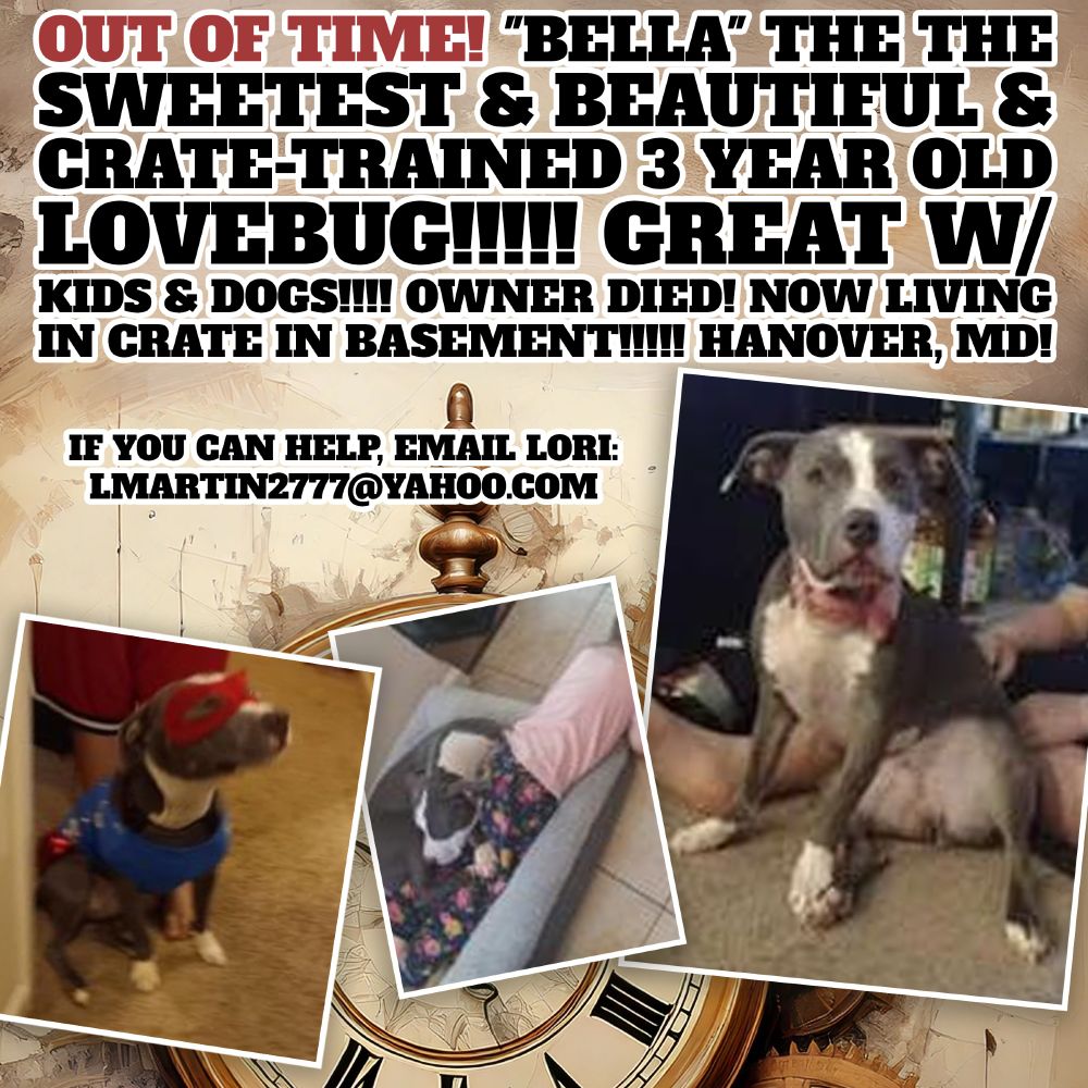 "I've been struggling with my brothers death and we of course have had some issues with his children. 

I still have Bella and unfortunately I haven't had the time to get her socialized more. She's in my basement crated and I make sure she gets out for at least 4 or and sometimes more times a day if I have time. I know this is totally no way for her to live but at least she's alive. 

I need to aggressively try to find her a home because my son, wife and baby are moving in the basement and it has to be finished before they move in around July.

I have not tried to introduce her to my boy dogs yet. The family says she went to a dog sitter and was fine, but I think that was a while ago.

She is such a good dog once she gets to know you. I'm just heartbroken but I'm also killing myself trying to keep up with making sure I give her enough time out. 

Yes I just wanted to save her life - I have four dogs three Pitbulls and one Pekinese room room and I already have to keep two boys separated.

Also killing me that she’s basically in the crate except for the four times a day, but I try to take her out for a decent walk, but that is been so much considering I have all the other dogs and cats with take care of and of course I have an extremely

She is such a good dog. I would love to have been able to keep her, and she deserves a good home, loving, playful as well just has that fear of meeting new people.

I’m in desperate need now son daughter-in-law, and baby strong, daughter-in-law and baby I’m moving back in that area of the basement needs to be fixed up for them not where I’m keeping a lot this time, I have no extra room to put her in."

If you can help, please email:
lmartin2777@yahoo.com