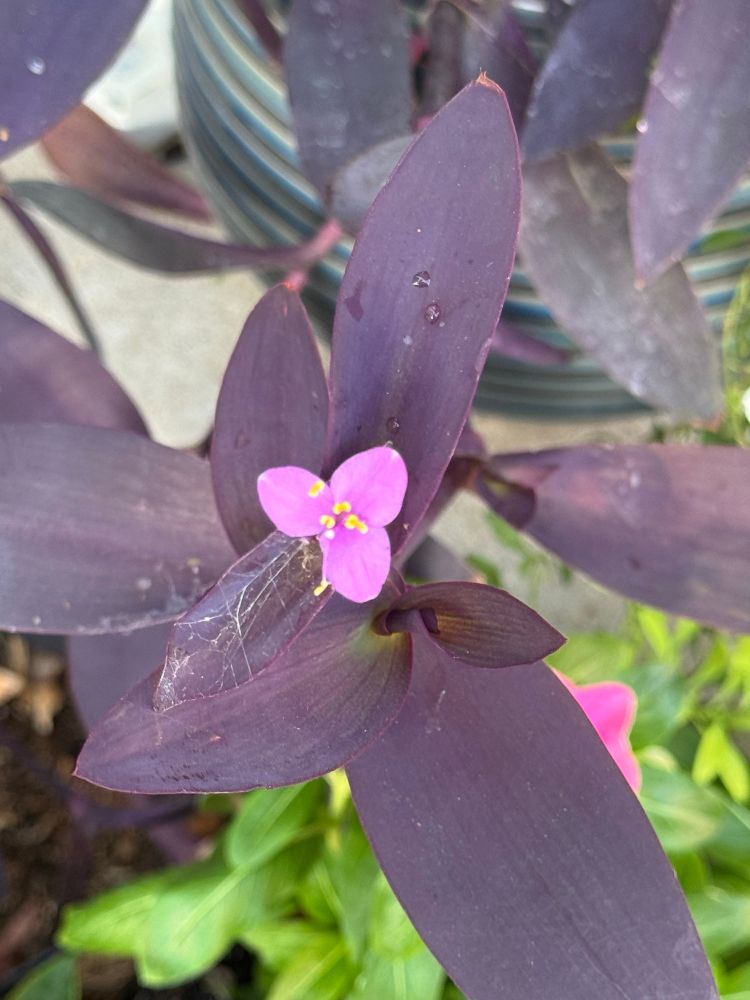 A little pink flower with a spider web on the leaf next to it part of a purple plant 
