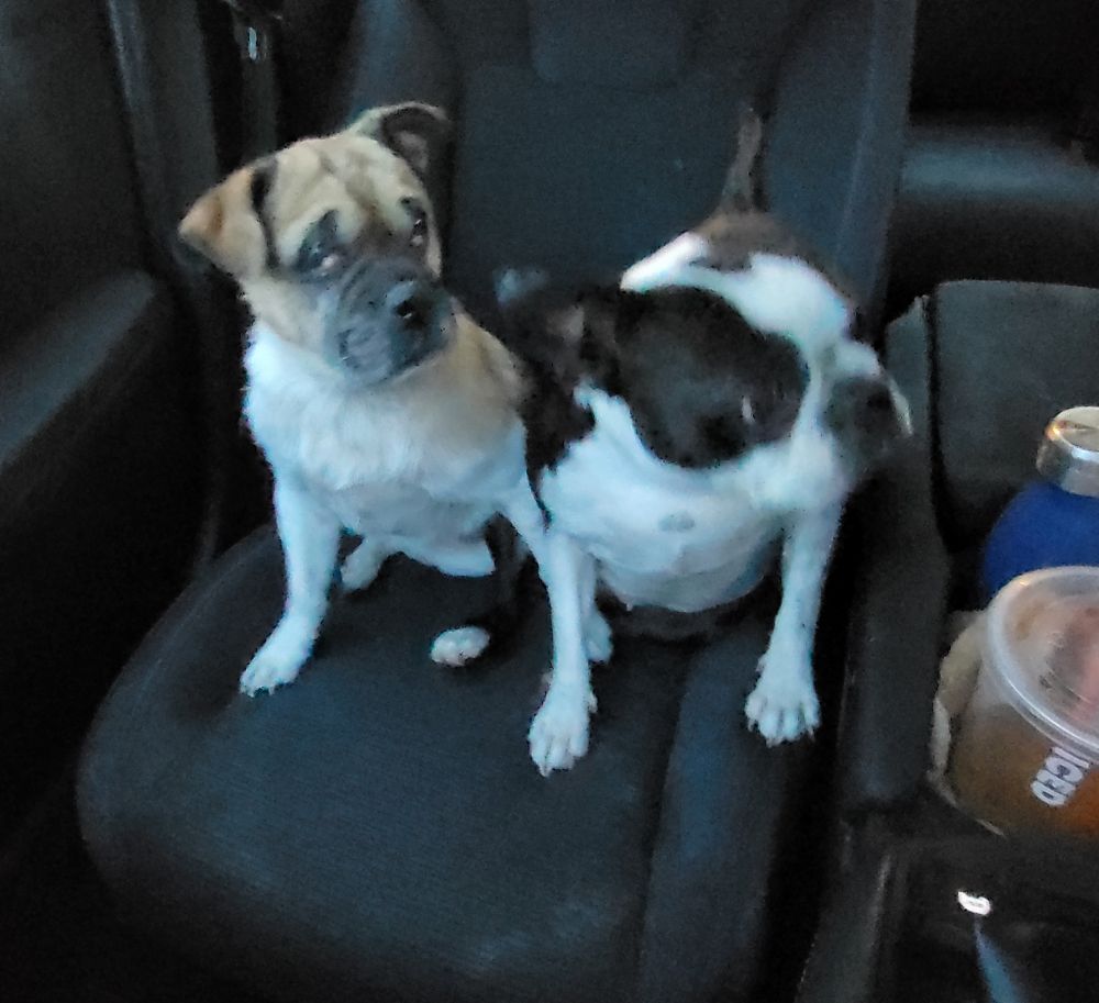 Dogs