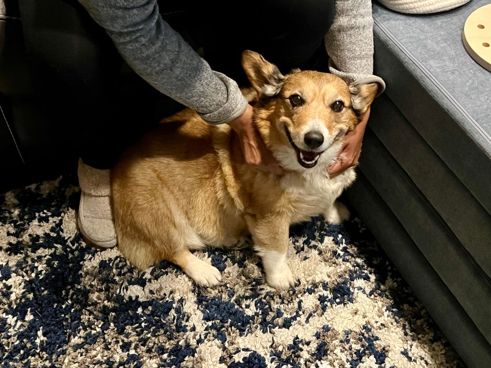 Sweet corgi sitting, smiling while getting pets 