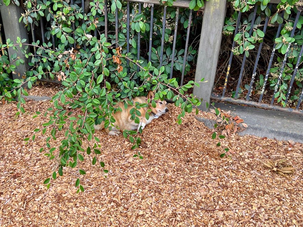 Corgi dug a hole in woodchip pile and is hiding 