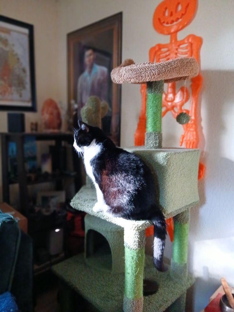 A amazing tuxedo cat sitting on a cat tree.