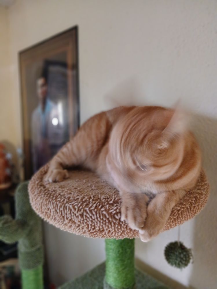 Orange cat going nuts