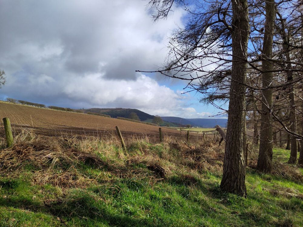 View past larch trees to fields and distant hill