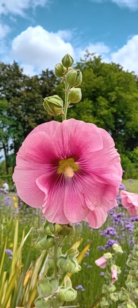 Rosafarbene Stockrose, Verbenen, Gras im Hintergrund Bäume

