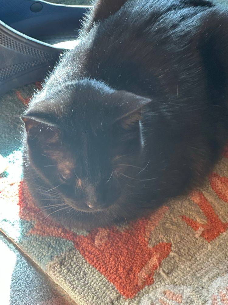 Black cat, getting solar powered, on a colorful run. He’s loaf shaped. 