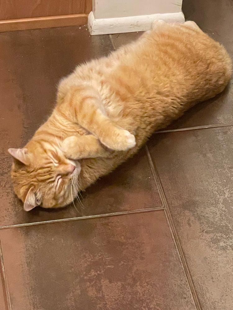 An orange cat daydreams he’s a sea otter, he’s on his back on a tile floor with his paws raised up like he’s eating an oyster.