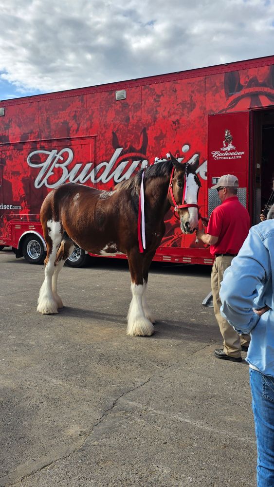 Unhitching one of the horses in front of the semi that carries the tack ans cart