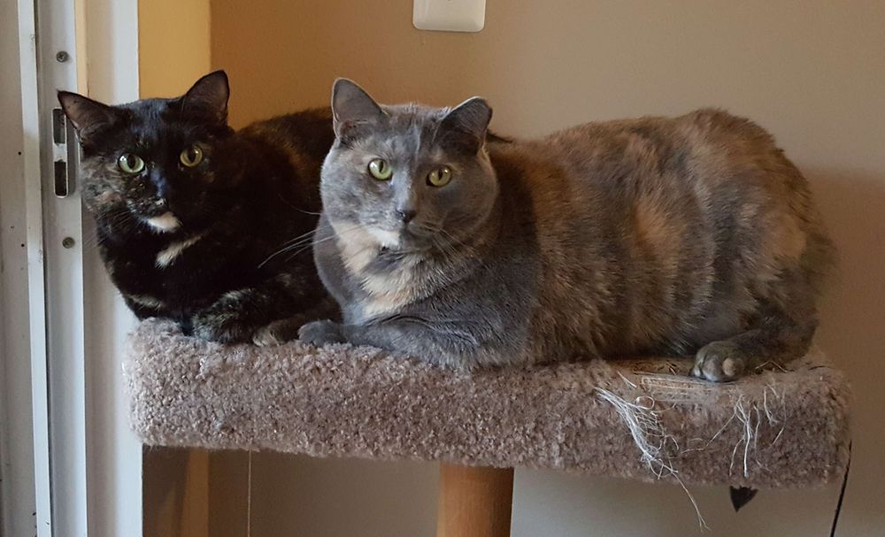 My two adorable Tortie kitty's dead eye staring at me because I ran out of treats.