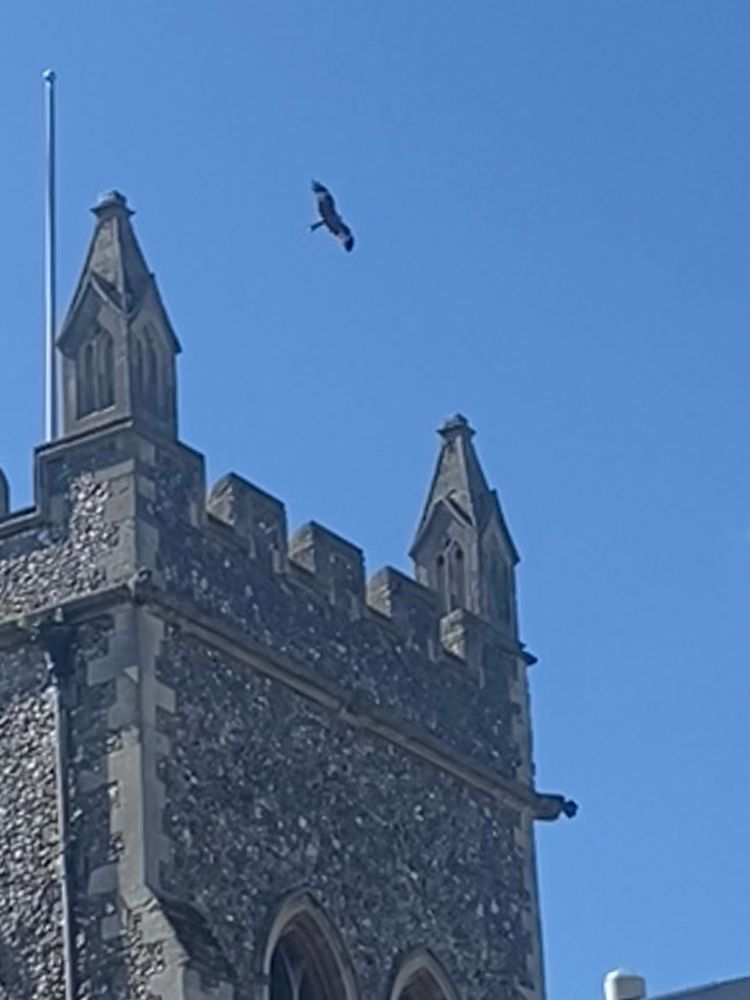 Red Kite drifting over the old church tower against a cloudless blue sky in Old Amersham, Buckinghamshire. 