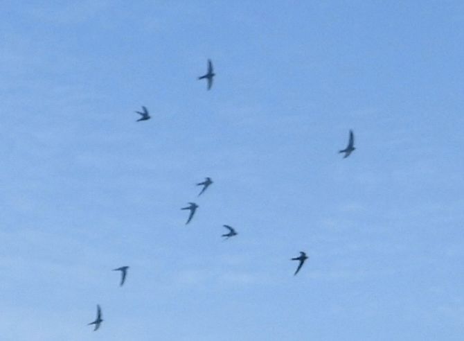 Nine little black crescent silhouettes spread across a sky blue background. They are Swifts in a screaming party travelling from left to right. 