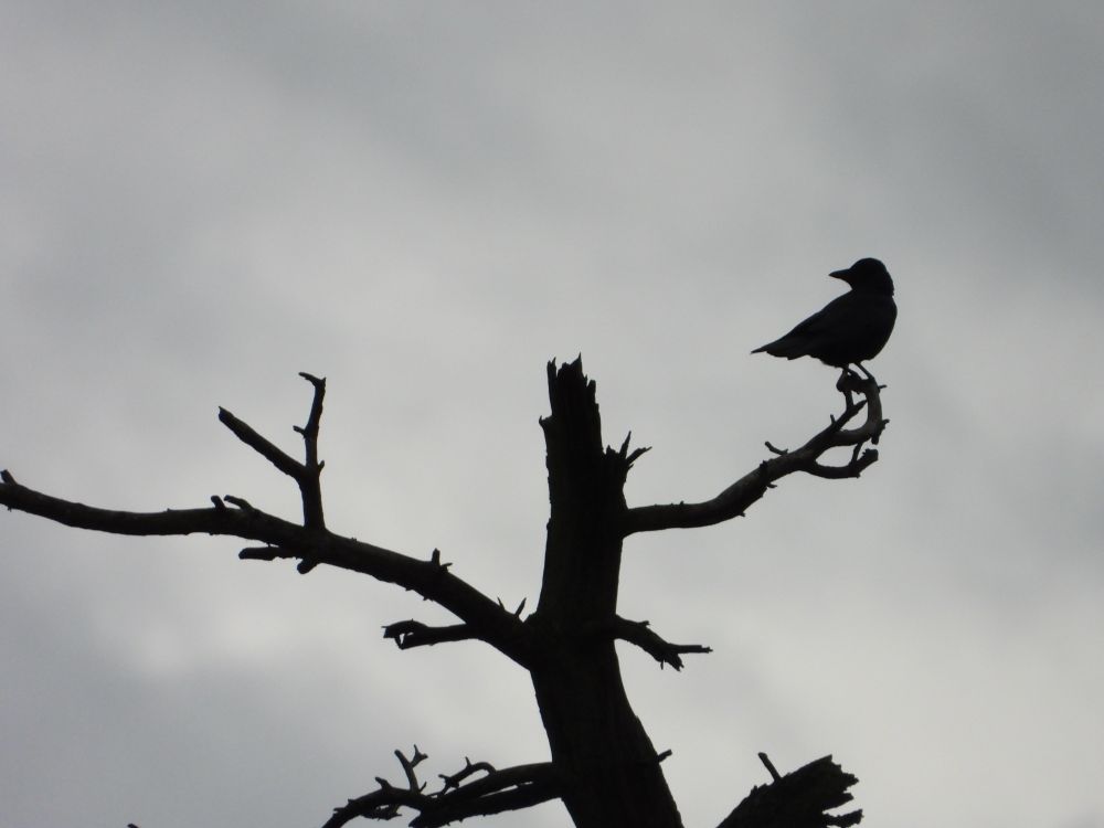 Grey sky background framing silhouette of a dead pine with misding top and Carrion Crow perched on the top right-hand lateral branch, head turned looking backwards. 
