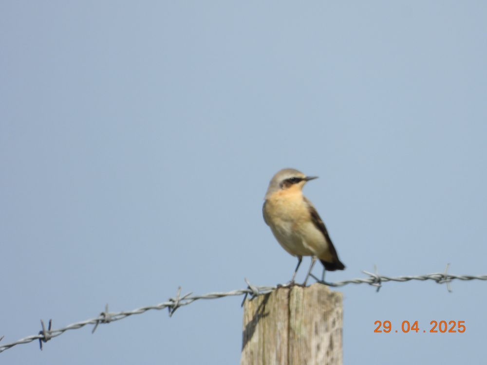 Northern Wheatear perched on a barbed wire fence post. Grey, pink, cream tones brown-backed with a jet black bandit mask. Posing against a blue sky background.   