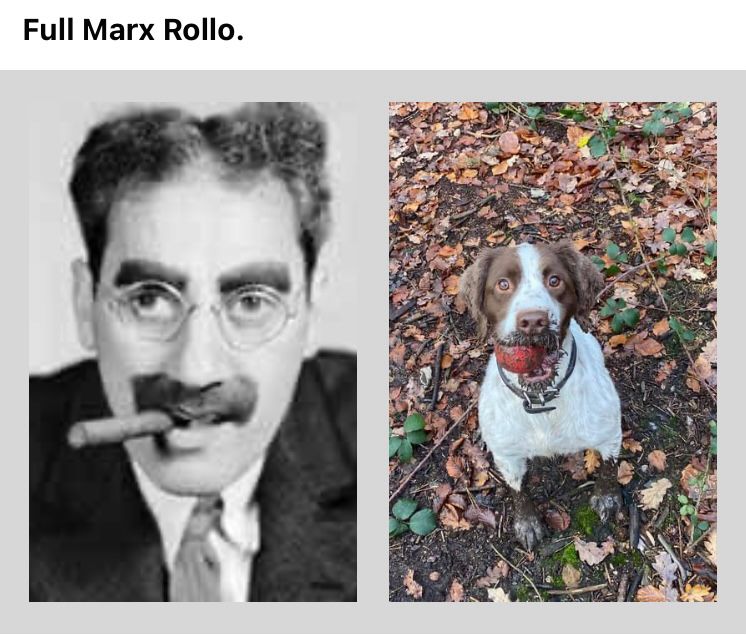 Groucho Marx with big black moustache and cigar in the corner of his mouth. Next to a Springer Spaniel with big black moustache (made of mud) with orange rubber ball in the corner of his mouth. 