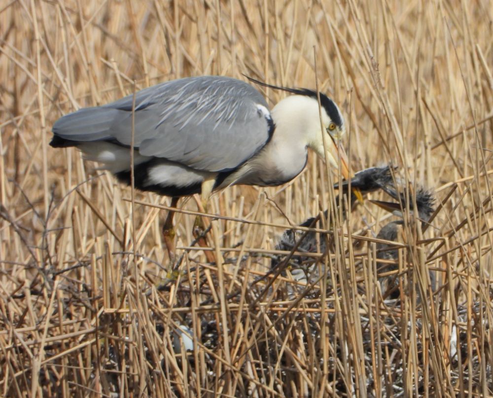 A beautiful adult Grey Heron (grey wings, white breast and neck with black crowned head with yellow bill), feeding a pair of nestlings that are entirely black (scruffy and unlikely to win a beautiful baby competition). The nest, (unusual for herons) is on the ground in a reed-bed. 