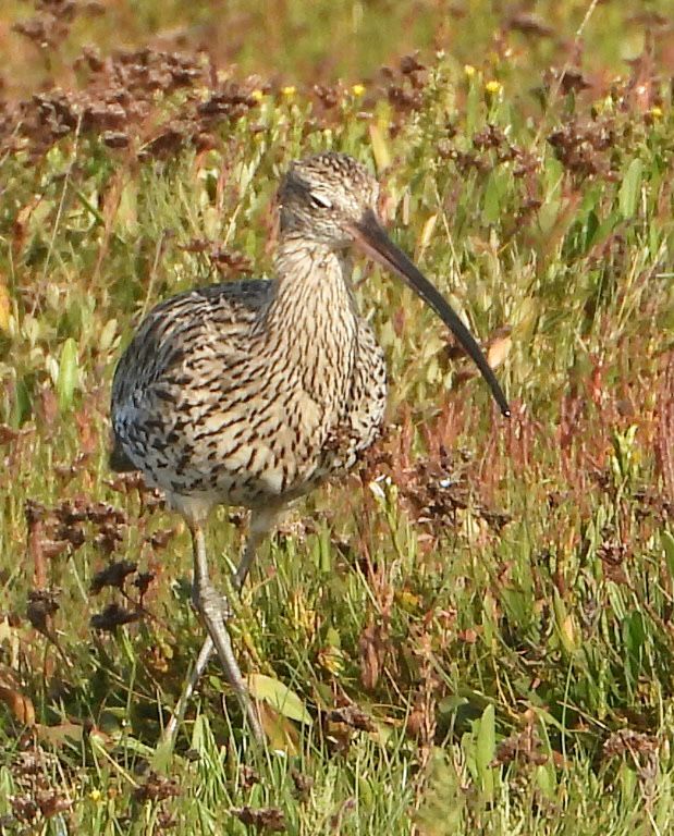 Curlew walking towards the camera over green & brown salt marsh vegetation.  