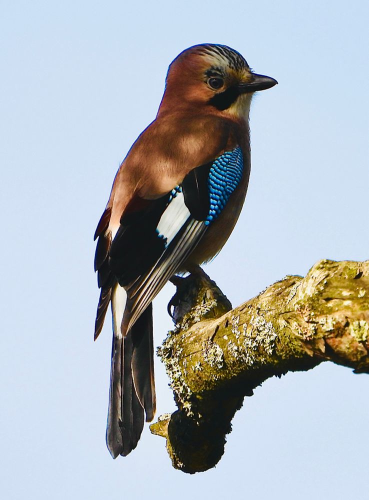 Eurasian Jay, perched side view of blush pink crown, nape and back, azure upper wing feathers merging into contrasting black & white wing and tail feathers. 