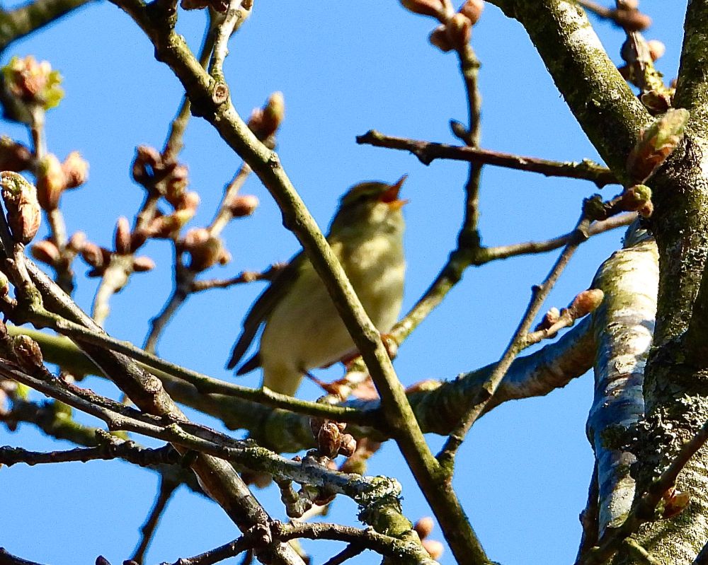 Small olive brown warbler with cream coloured breast, partially hidden by twigs whilst singing against a blue sky background.
