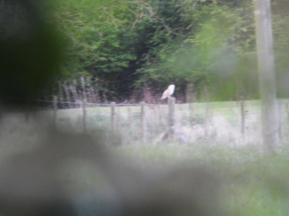 Photograph taken through a tiny gap in hedge foliage at dusk of a Barn Owl perched on a wire fence post. Hazy pale bird, but no mistaking what it is. 