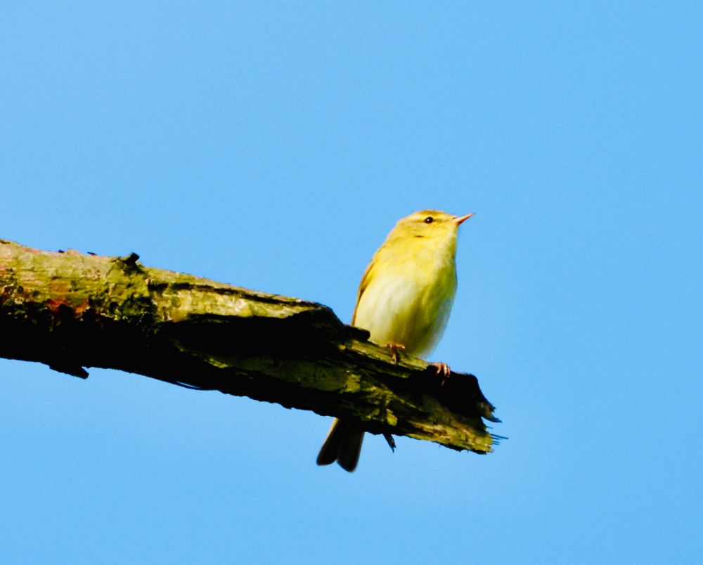 Willow Warbler obligingly sitting still in good light, in an exposed perch against a blue sky background. Miracles do occasionally happen. 