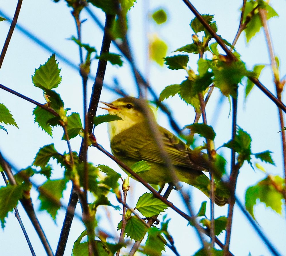 Uniformly dark brown-backed warbler with contrasting creamy white chin, neck & eyestripe singing in a scrub birch thicket amongst newly emerging green leaves. 