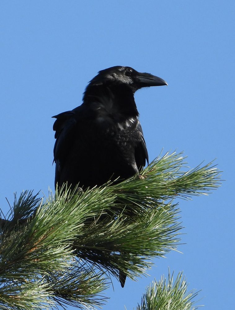 Glossy black feathered Raven perched on green conifer branch against bright blue sky. 