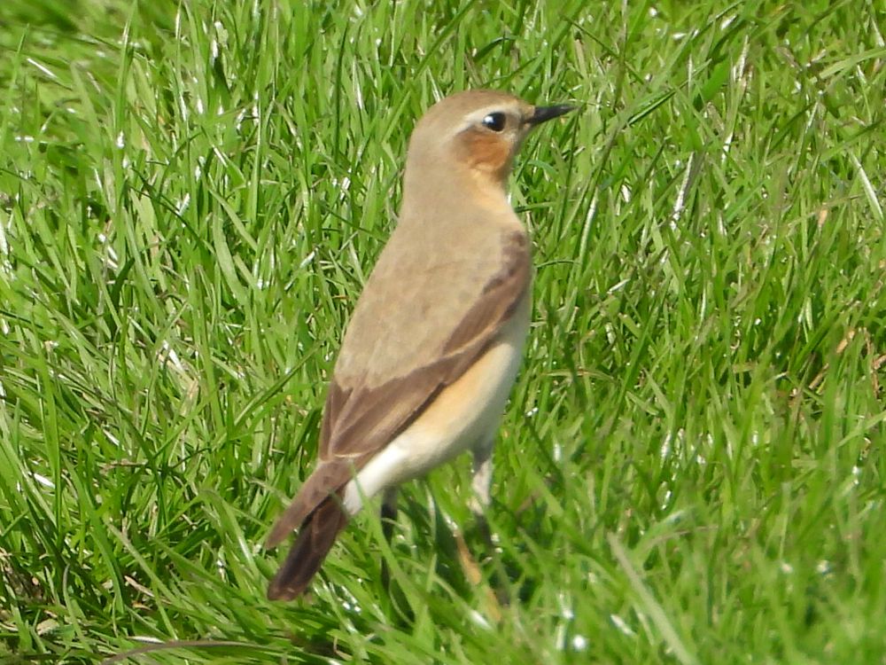 Northern Wheatear in grass. Loads of subtle brown and cream tones.