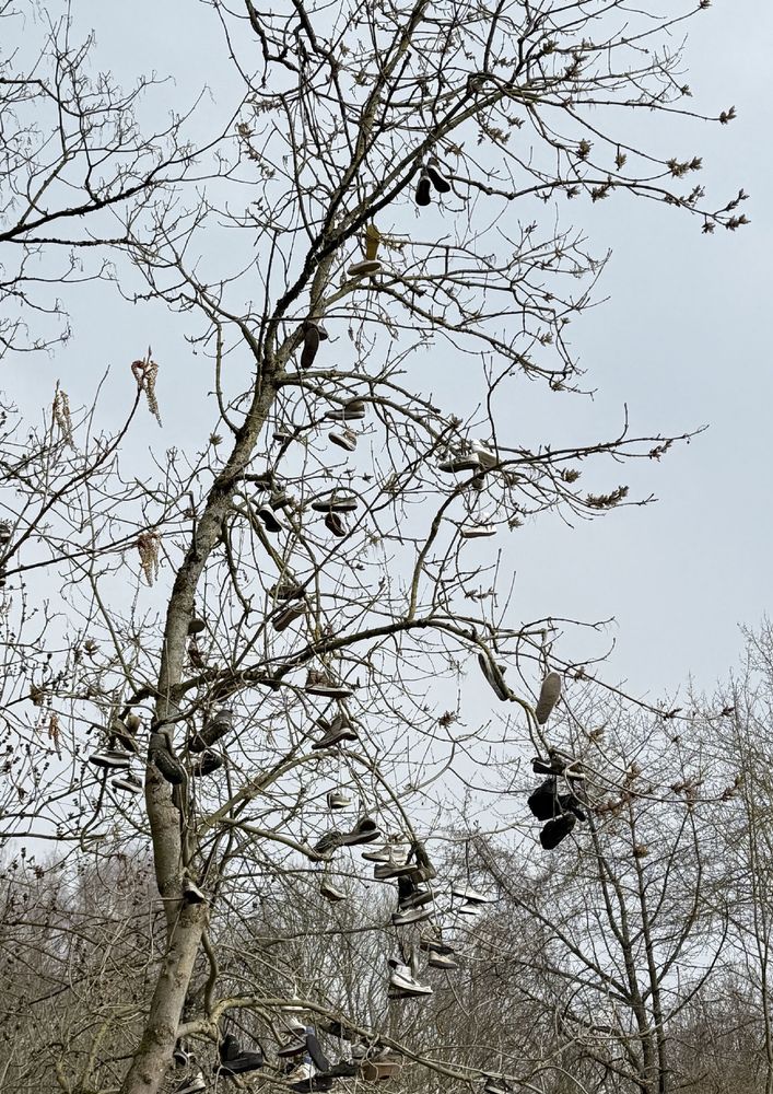 Schuhe die im Baum hängen.