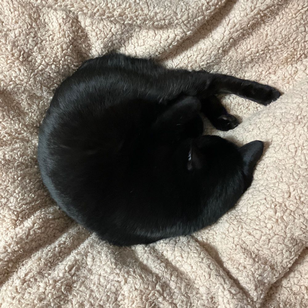 丸くなって眠る黒猫