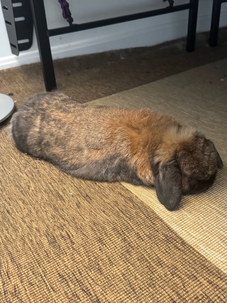 A picture of a bunny rabbit laying flat on the ground asleep