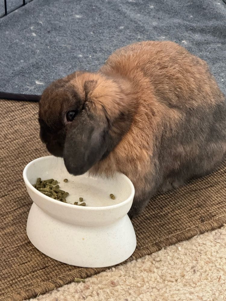 A picture of a bunny rabbit eating pellets
