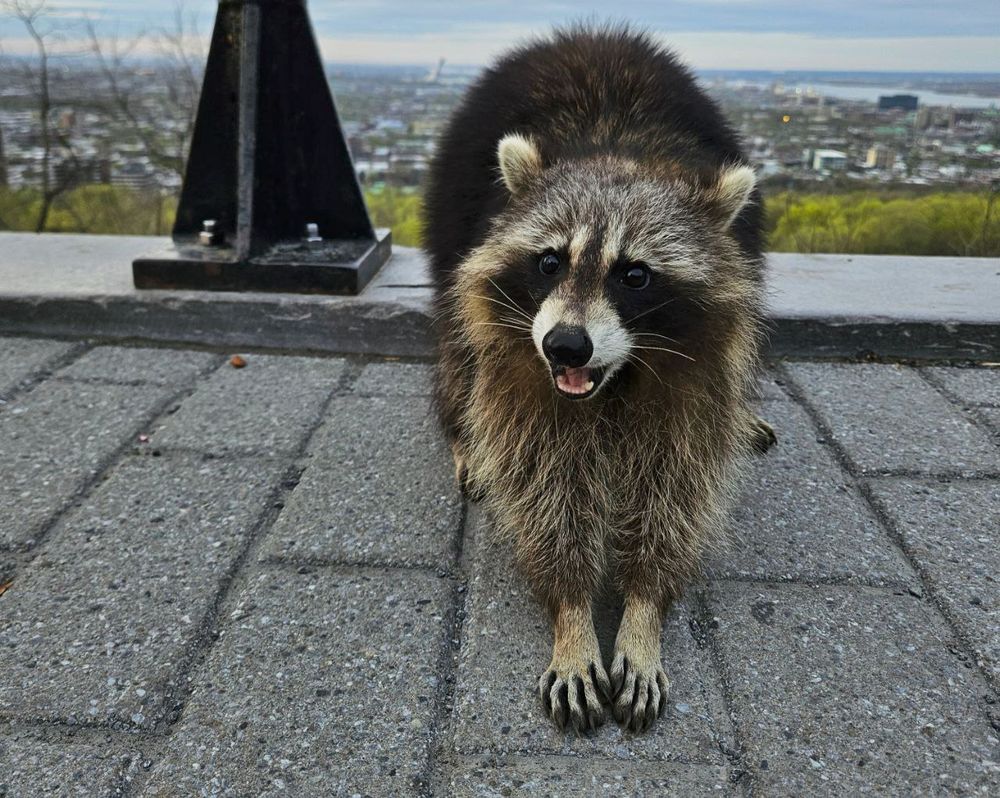 A raccoon reaching out with its front paws with a city skyline in the background.