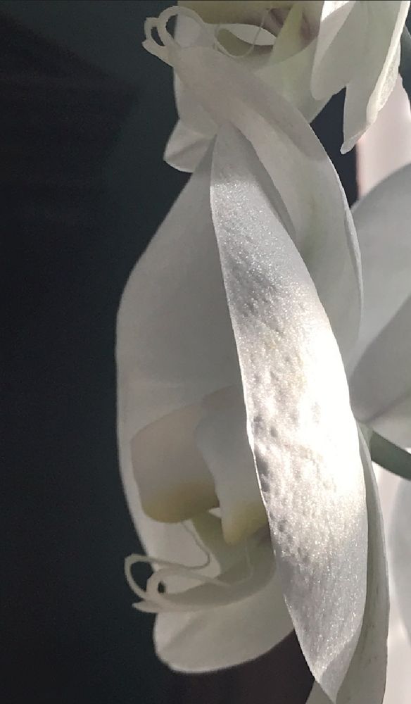 white orchid in bloom against a dark background