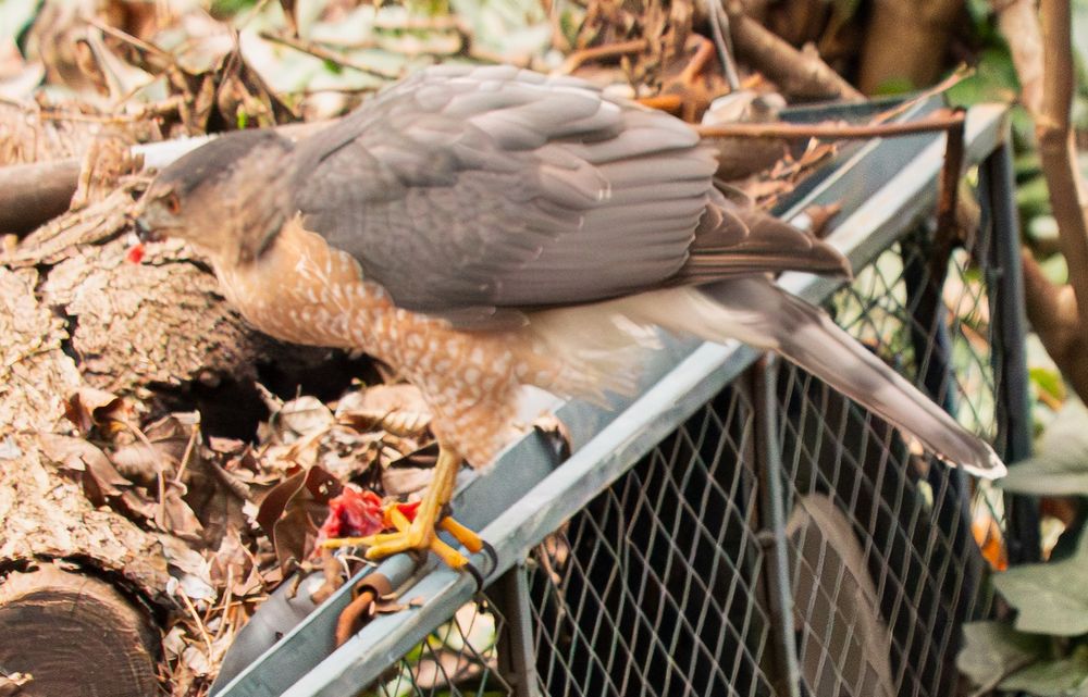 Hawk perched on a garden cart with vegetation around it. In its talons is some bloody carcass, size of a mouse. A bit of meat is seen in its beak. It looks like a Cooper's hawk.