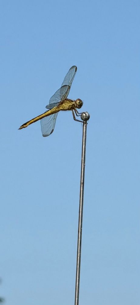 Dragonfly on a car antenna