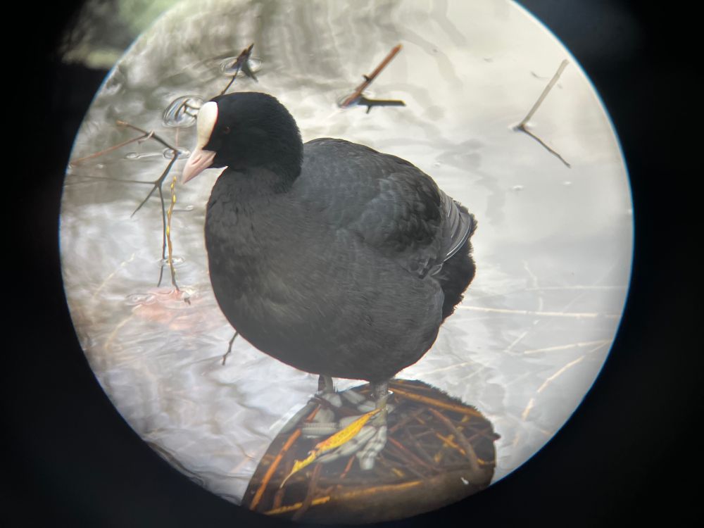 Eurasian coot (a black water bird with  a white patch on its face) standing in shallow water. The shot is circular from being taken through binoculars and the bird’s large feet can be seen under the water.