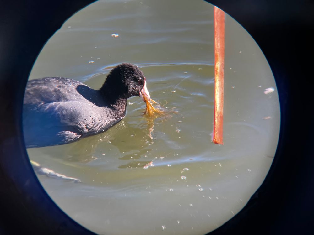 An American coot - a black water bird with a white patch on its face- eats some plants while swimming. The photo is framed in a circle because it is taken through binoculars.