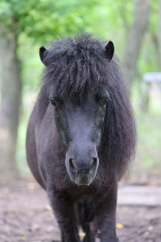 A black pony looks at the camera