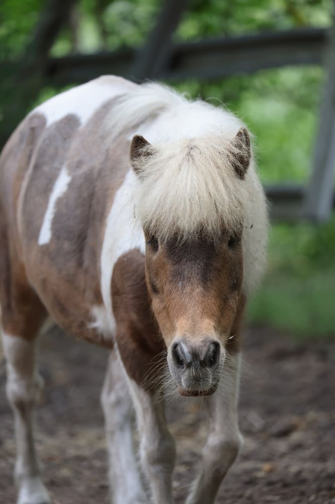 A brown and white pony walks towards the camera