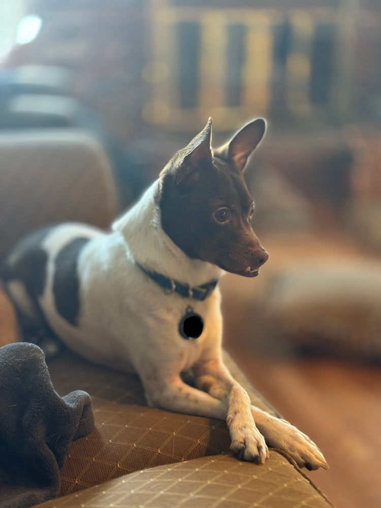 The worlds cutest dog, Winston, laying on a tan couch. Winston is a rat terrier with pointy ears and a significant underbite. His body is white with some brown patches on his back and sides. His head is brown. He has his front paws crossed in front of him in the cutest way. He is wearing a blue collar with green trim.