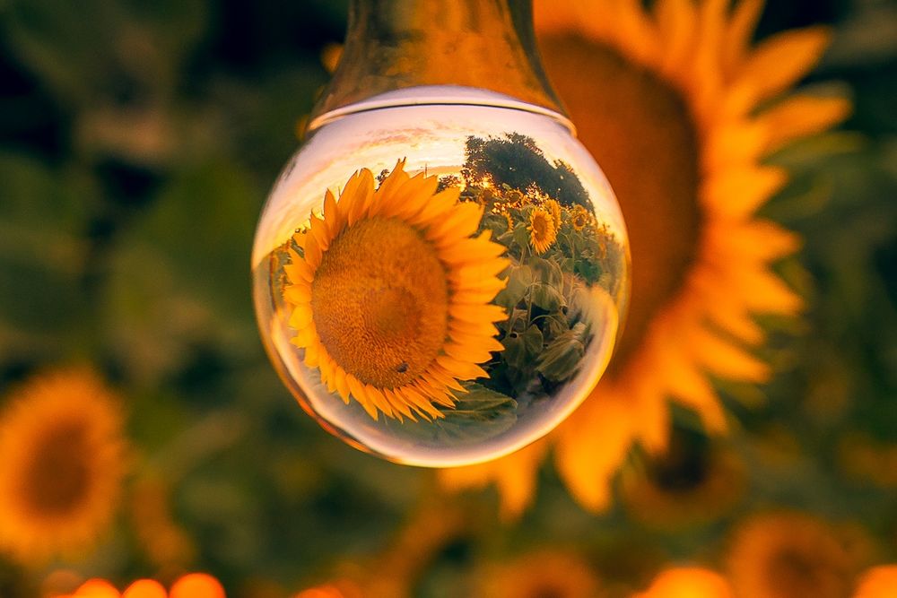 lt text:
A close-up photo of a sunflower field, with the central focus captured through a glass sphere. The sphere inverts the image inside it, clearly displaying a large sunflower facing the camera and several more in the background. The surrounding scene outside the sphere is warmly blurred with rich golden-orange tones, enhancing the vibrant, sunlit ambiance.