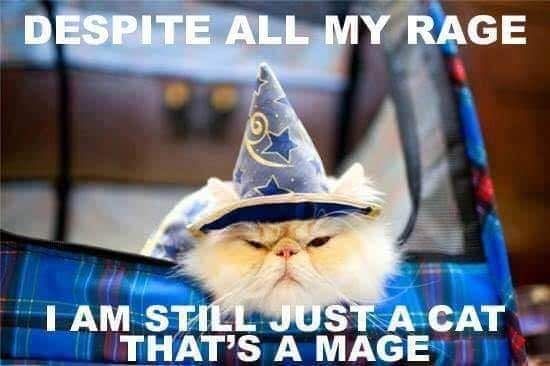 A picture of a fluffy somewhat irritated cat wearing a pointy wizard hat. Caption: Despite all my rage I am still just a cat that's a mage.