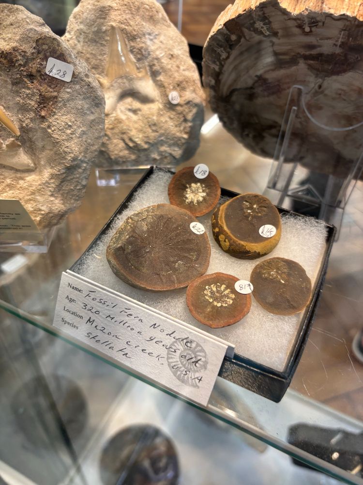 Selection of small round concretions split to show a fern fossil inside.  