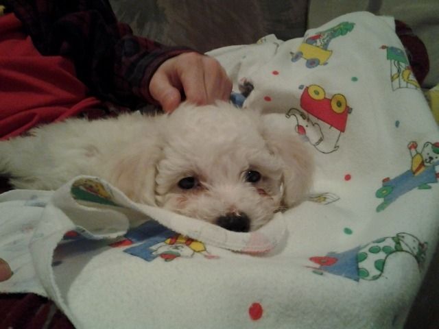 A tiny white puppy laying on a baby blanket.