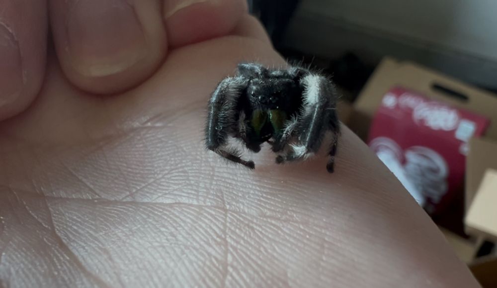 A picture of a Bold Jumping Spider (Phidippus audax) sitting on a hand.