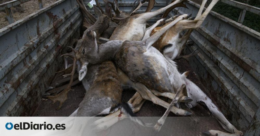 Las licencias de caza caen casi a la mitad en 20 años mientras los animales muertos están en máximos históricos