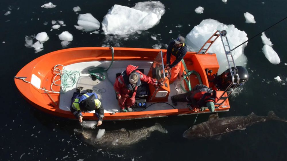 El genoma del tiburón de Groenlandia desvela cómo es posible que viva varios siglos