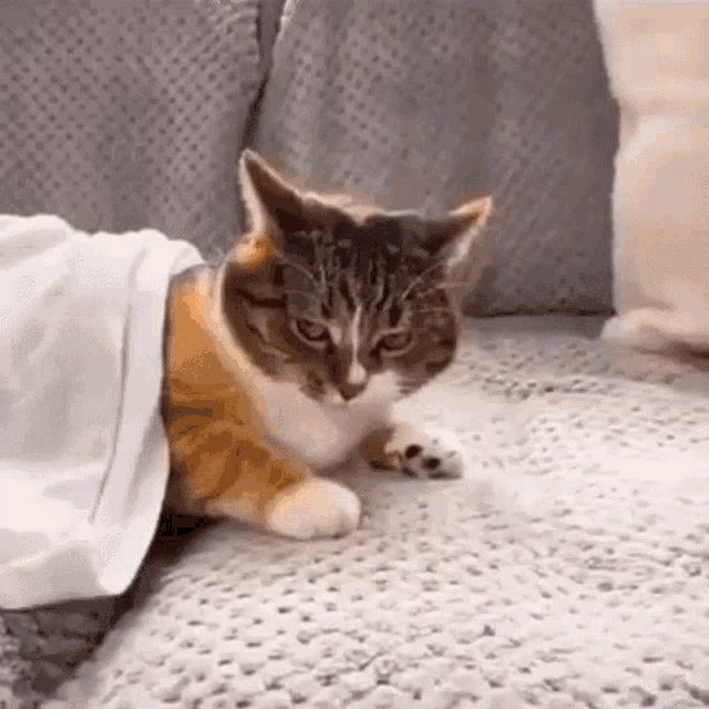 a cat is laying on a couch under a white blanket