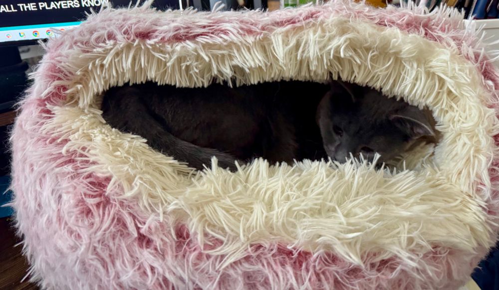 Gray cat sleeping inside a pink cat bed